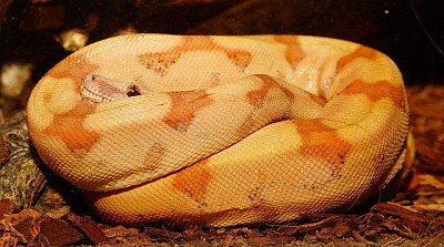 156